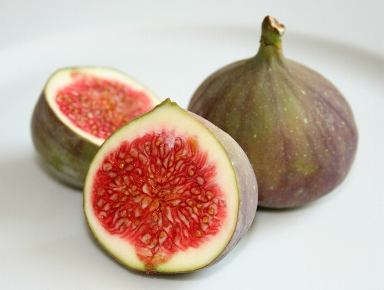 Common Fig Bush