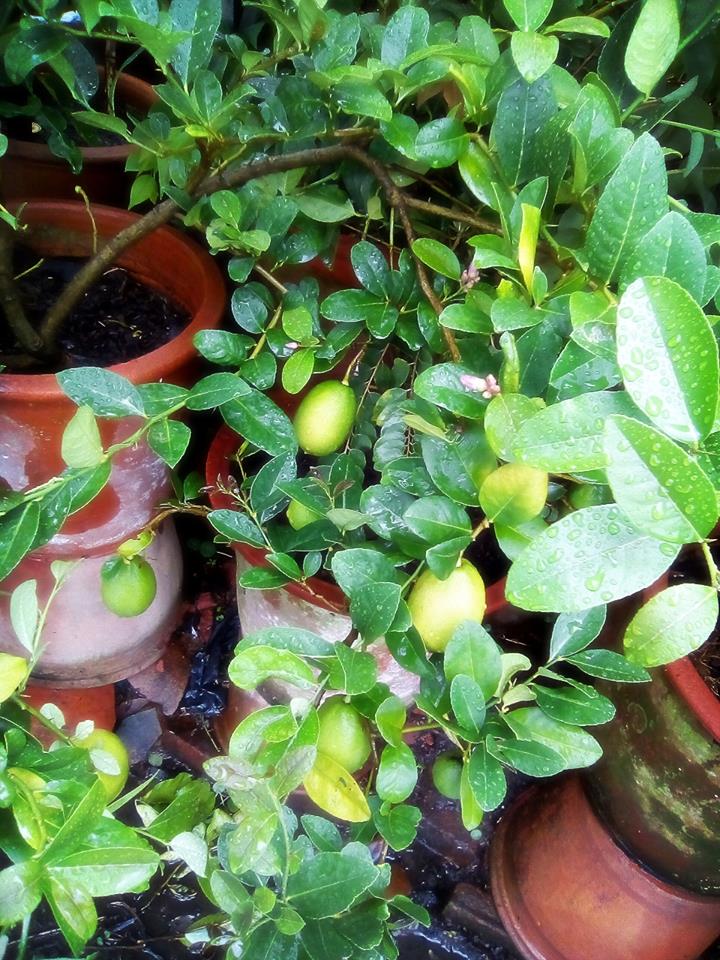 ต้นเลมอนสเปน กิ่งตอน Lemon spain