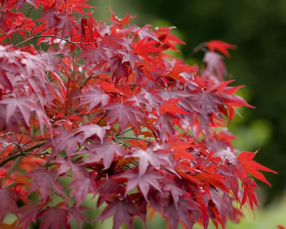 Japanese Red Maple