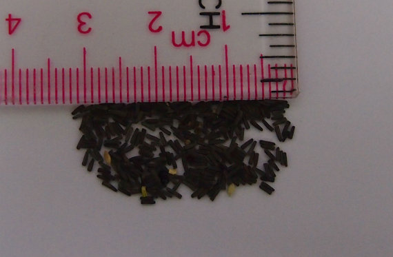 166000 เมล็ด 100 กรัม Rudbeckia Yellow Golden flower Black Eyed Susan