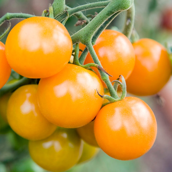 50,000 เมล็ด 100 กรัม Potted Cherry Tomato