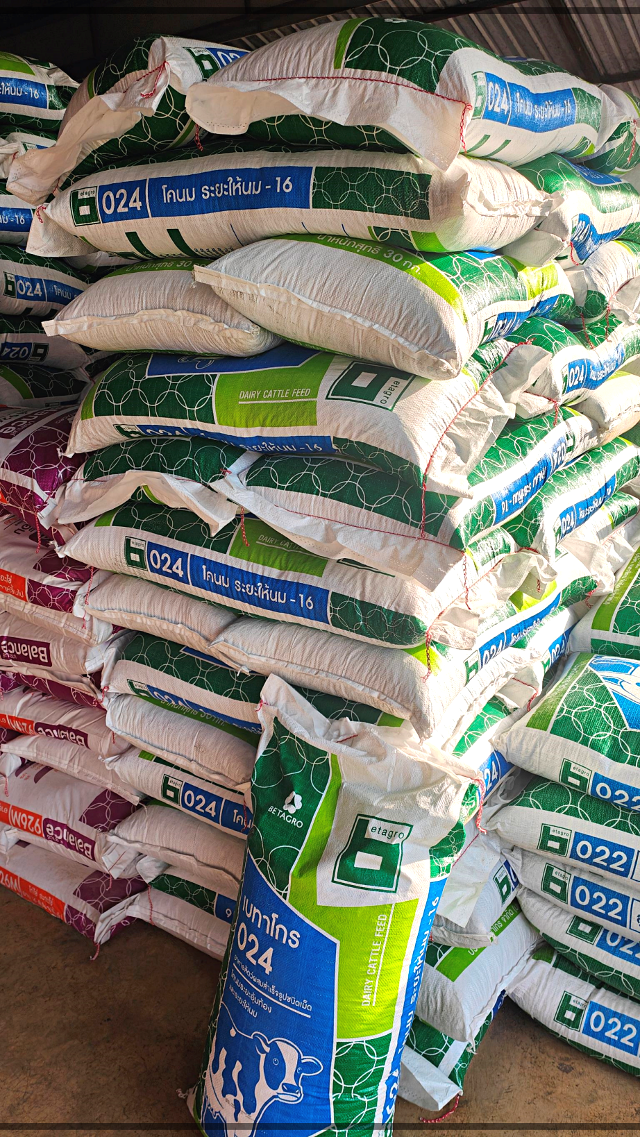 ิBetagro Feed อาหารวัวนมระยะให้นม เบทาโกร 024 โปรตีน 16 %