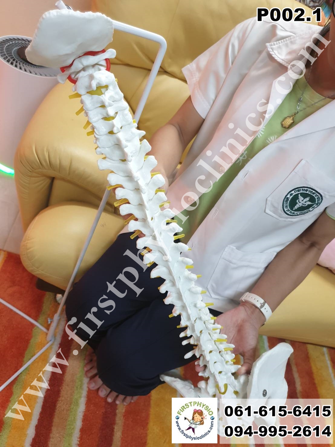 โครงกระดูกจำลอง / หุ่นจำลองโครงกระดูกสันหลัง [Skeletal Model]