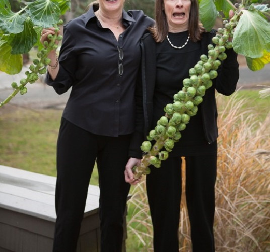 giant Brussels sprouts seeds