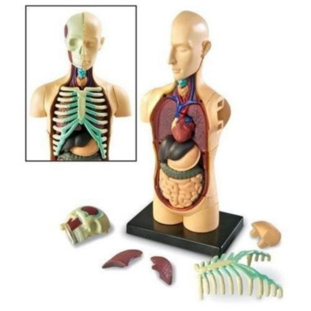 ชุดร่างกายมนุษย์จำลอง โมเดลมนุษย์