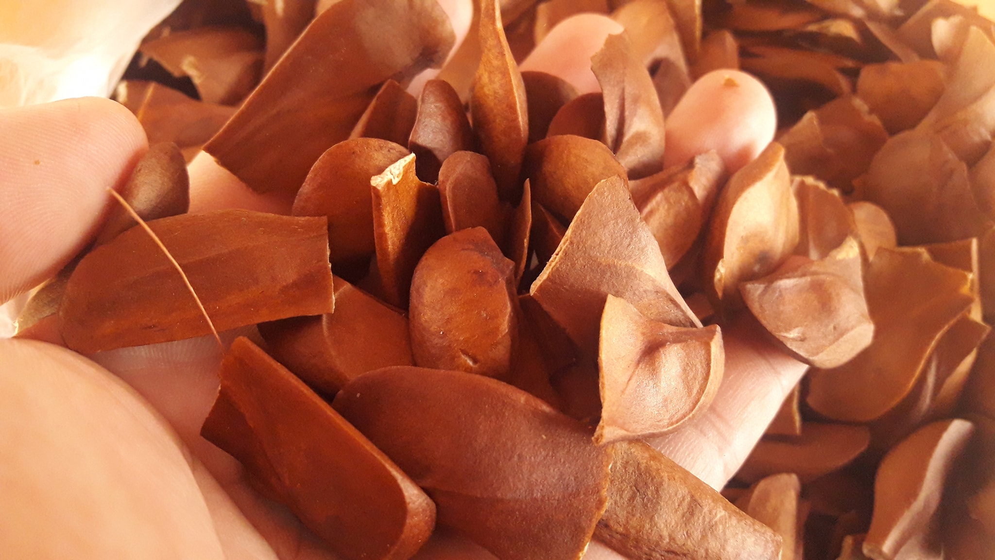 มะฮอกกานี เมล็ด 1 บาท