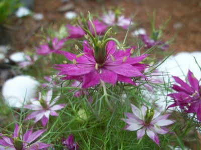 100 กรัม 35700 เมล็ด Nigella Black Cumin Fennel Love in a mist Flower Mixed