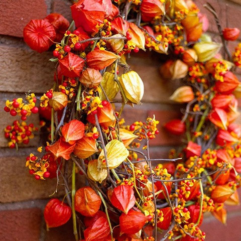 Physalis Chinese Lanterns Winter cherry Husk tomato Orange Gooseberries Ground cherries