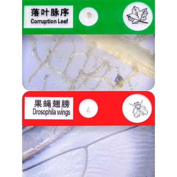 กล้องจุลทรรศน์พกพามีไฟ LED พร้อมส่งจากไทย