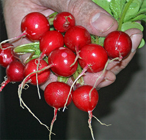 Cherry Radish Radishes Red Vegetable(40) เมล็ดราดิสเชอร์รี่ 40 เมล็ด