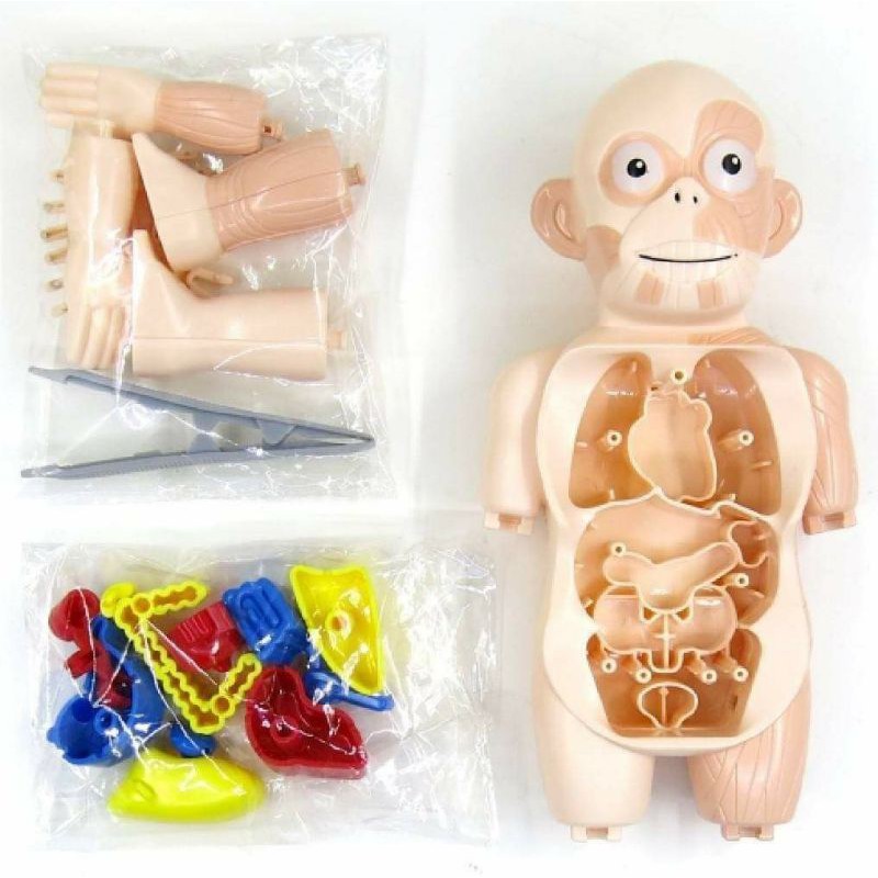 อวัยวะมนุษย์ ร่างกายของฉัน โมเดลมนุษย์ model humanของเล่นวิทยาศาสตร์ พร้อมส่งจากไทย