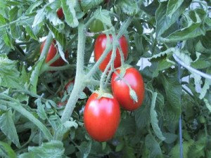 Tomato Lycopersicon Esculentum Cornabel Roma Vegetable(50) มะเขือเทศ Lycopersicon Esculentum 50 เมล็ด