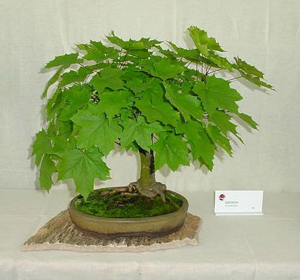 Acer platanoides Princeton Gold European Norway Maple ชุดใหญ่ 20 เมล็ด