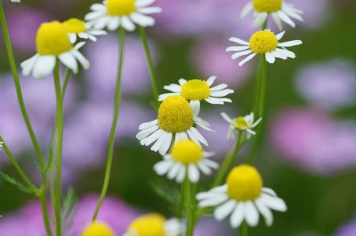 Chamomile Chamaemelum Garden Apple Anthemis nobilis Flower