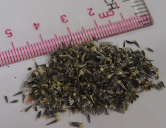 100 กรัม 116,000 เมล็ด Layia platyglossa Sierra Tidy Tips Fried Poached Egg Flower Seed