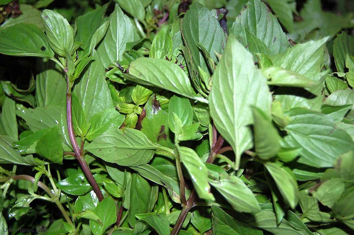 โหระพา Sweet Basil, Thai Basil