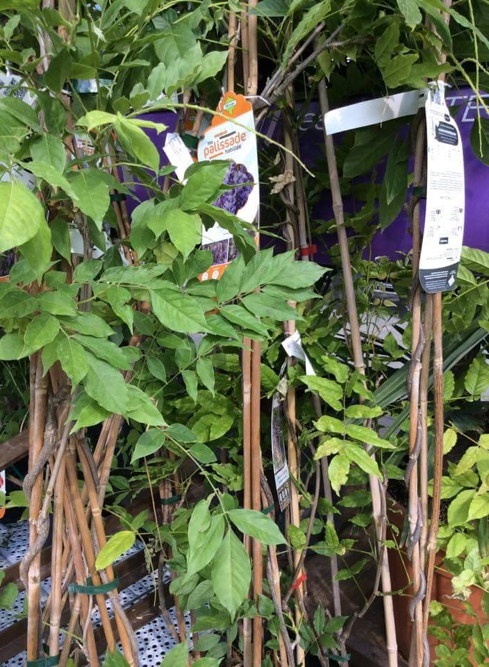 ต้นวิสทีเรีย นำเข้า เลือกสีได้