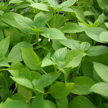 แมงลัก Lemon basil