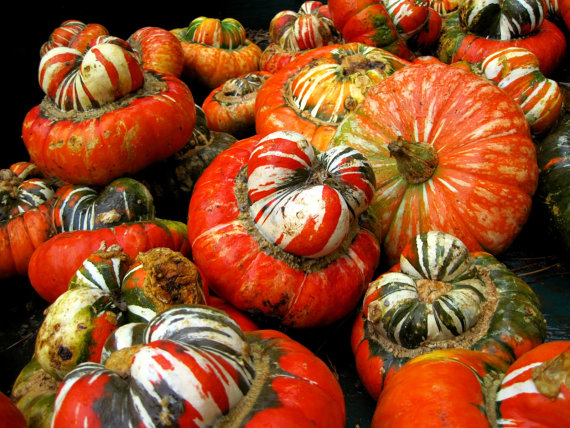 BISCHOFSMUTZE turks turban gourd