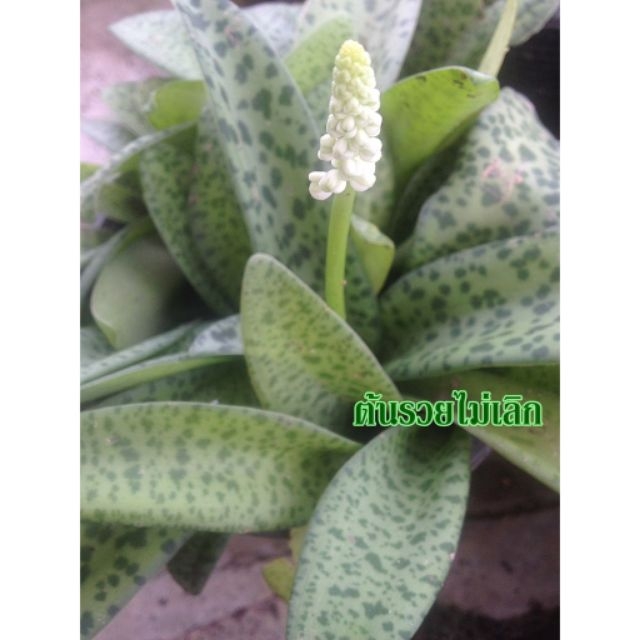 #ว่านรวยไม่เลิกไม้มงคลเรียกทรัพย์ #ต้นไม้ฟอกอากาศ