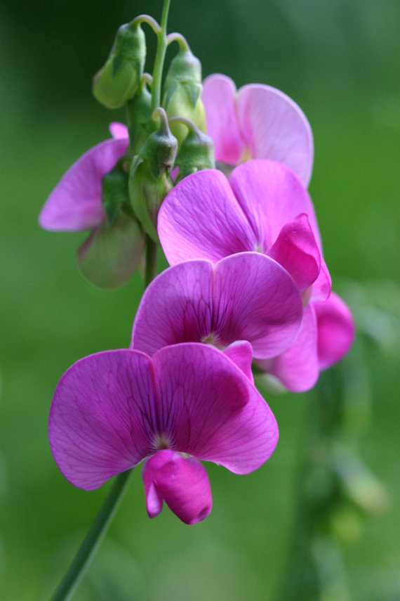 sweet Pea Lathyrus Lord Anson's Bitter Vetch Everlasting white pink red purple colours