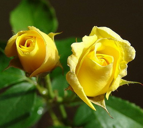Yellow Roses Rose Cheerful Joy Delight Friendship Flower