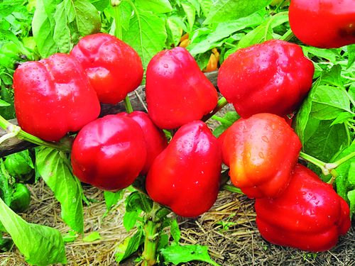 Sweet Pepper seeds vegetable Shorokshary