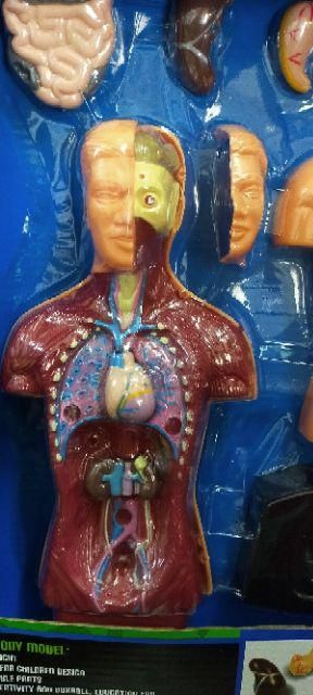 ชุดร่างกายมนุษย์จำลอง โมเดลมนุษย์