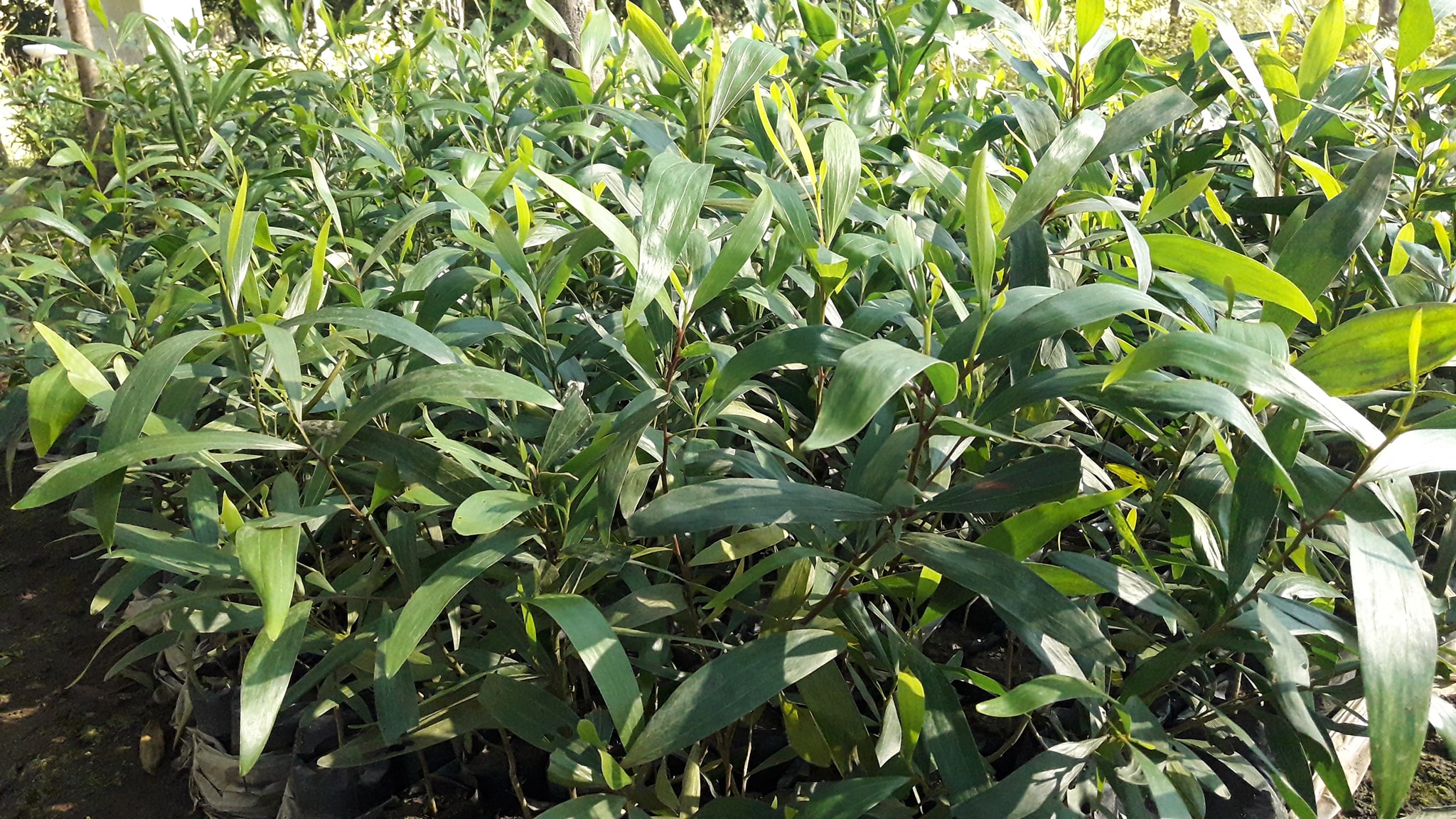 ต้นกระถินเทพา ชุดละ 100 ต้น รวมค่าส่งแล้ว