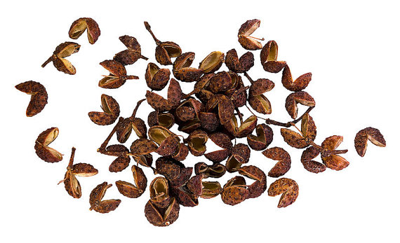 Zanthoxylum Simulans Szechuan Sichuan Pepper Herb
