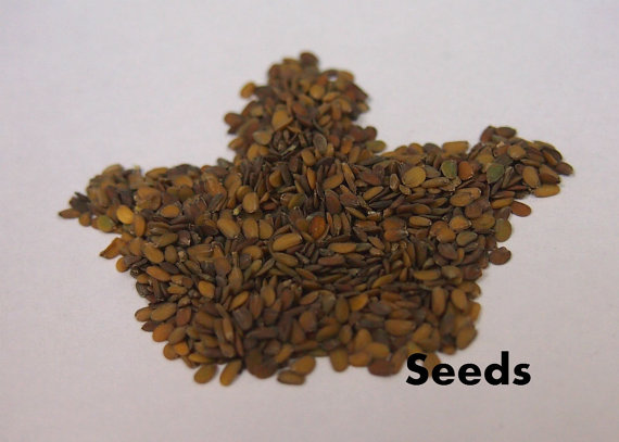 100 กรัม 47,000 เมล็ด IBeris Gibralterica Snowflake Rocket Candytuft