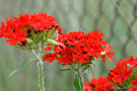 133000 เมล็ด 100 กรัม Lychnis Campion Catchfly Jerusalem Maltese Cross Flower