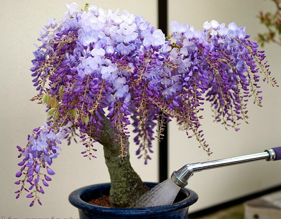 100 กรัม Wisteria Seeds Bonsai Tree Seeds Wisteria sinensis Chinese Wisteria Vine Violet Blue Flowers