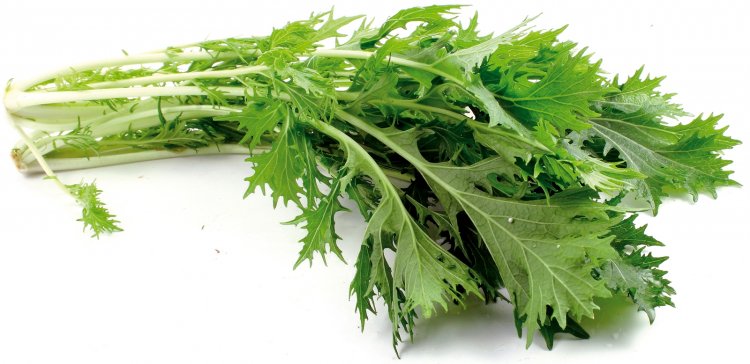 ผักสลัดมิซูน่า mizuna lettuce