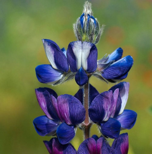 Lupin Lupinus Lupine Bluebonnet Texas Bluebonnet Mixed Flower(25) เมล็ดดอก Lupin Lupinus คละสี 25 เมล็ด