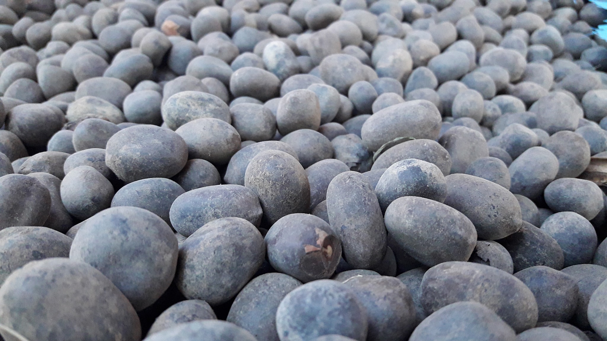 มะค่าโมง กิโลกรัมละ 100 บาท