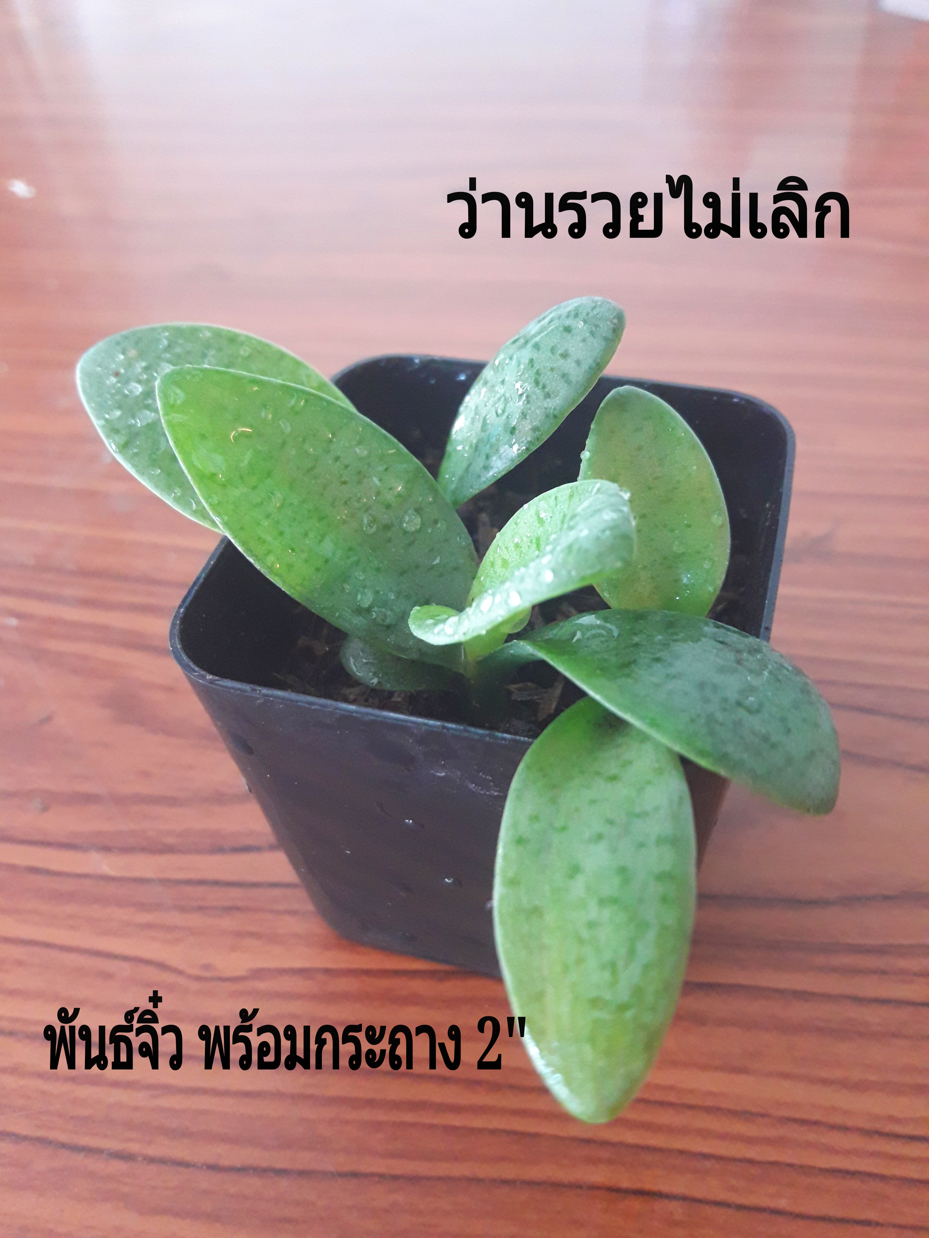 #ว่านรวยไม่เลิกไม้มงคลเรียกทรัพย์ #ต้นไม้ฟอกอากาศ
