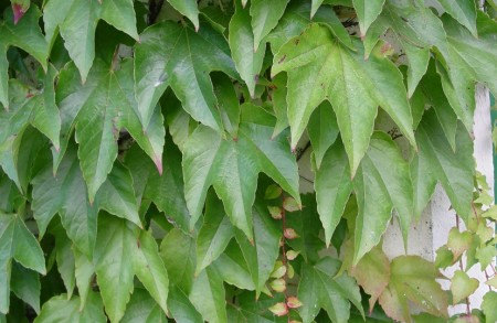 Boston Ivy Vine Virginia creeper Parthenocissus tricuspidata