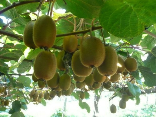 KIWI Fruit Tropical Fruit