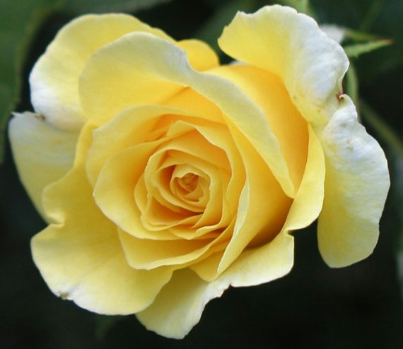 Yellow Roses Rose Cheerful Joy Delight Friendship Flower
