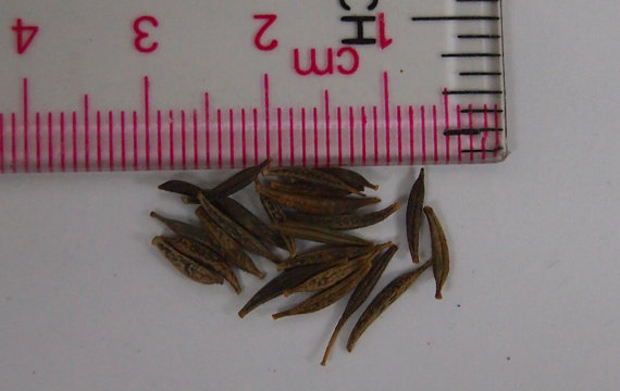 16500 เมล็ด 100 กรัม Garden Cosmos Bipinnatus Psyche White Mexican Aster Flower