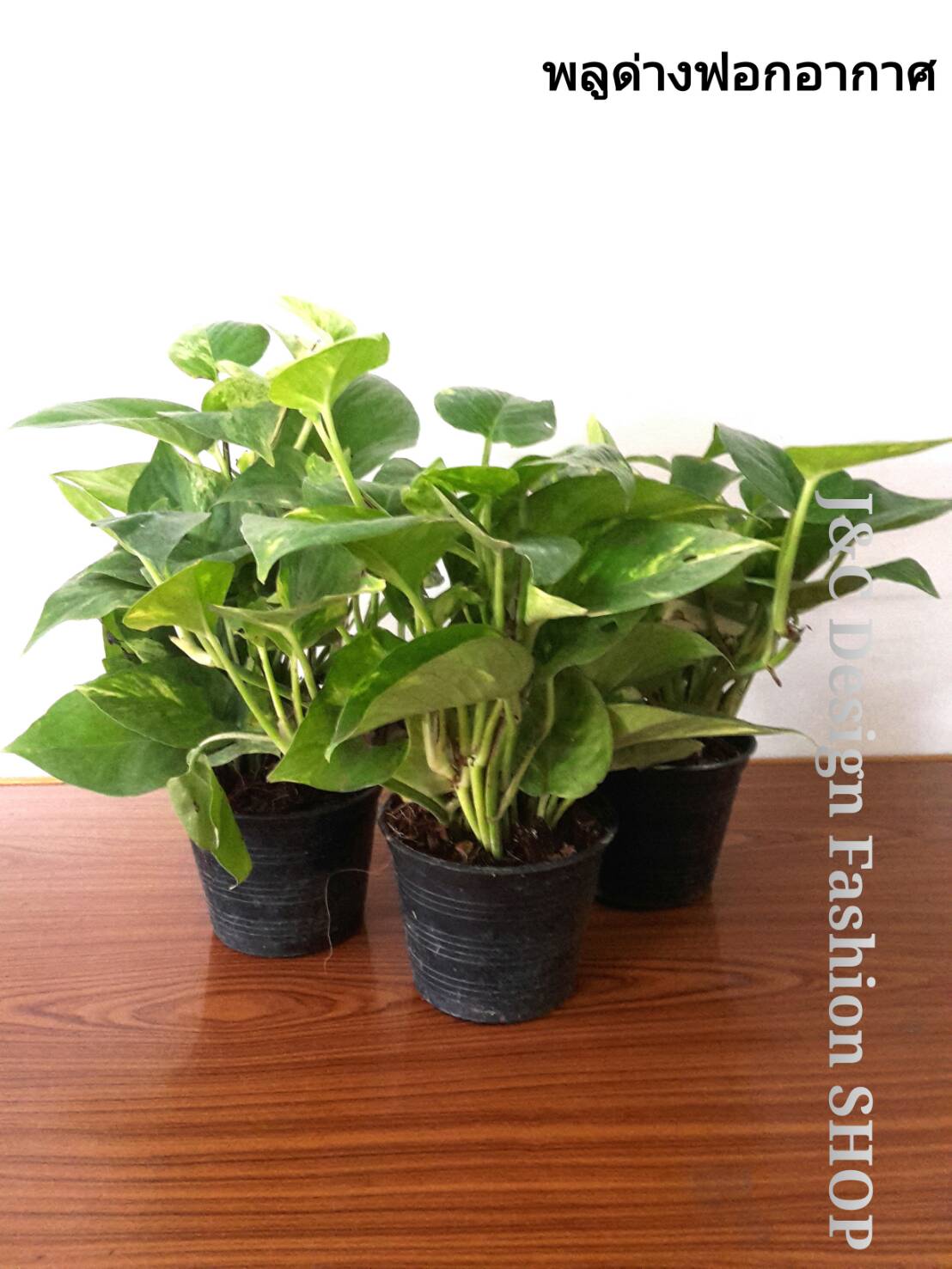 พลูด่างฟอกอากาศ พลูด่าง พลูด่างไม้ประดับ