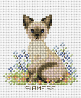ลูกแมวแสนรัก SIAMESE