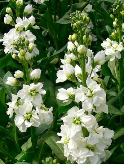 Matthiola