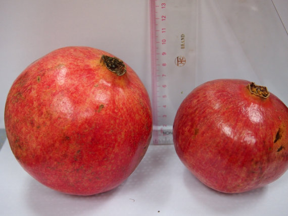 Turkey Giant Pomegranate seeds Punica Granatum Shrub Fruit Tree