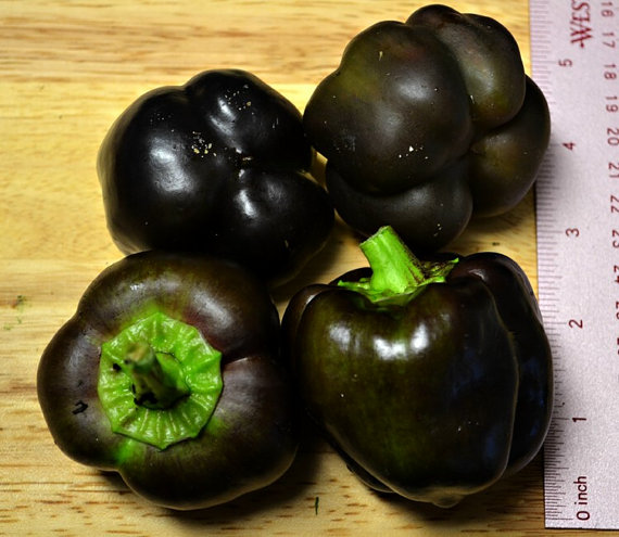 Black Deep Purple Pepper Seeds Bell Sweet