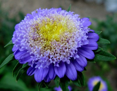 42500 เมล็ด 100 กรัม Callistephus chinensis China Aster Blue Purple Matsumoto