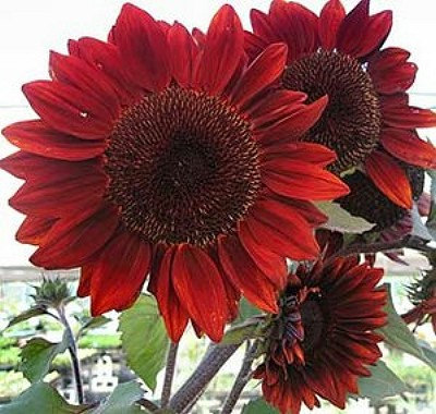 Helianthus Sunflower Jerusalem artichoke Sunroot Red Flower