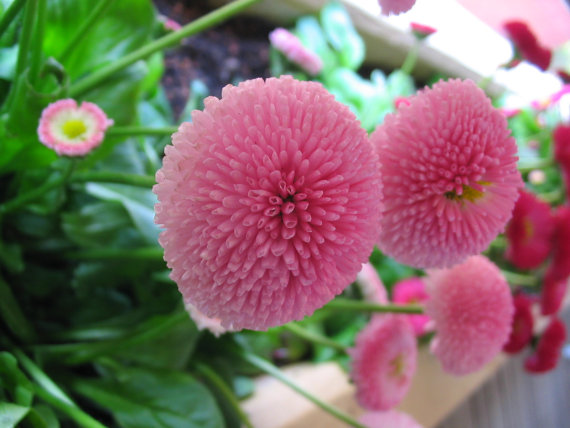 English Daisy Monstrosa Corsican Bellis Perennis Flower