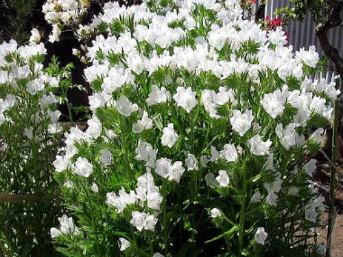 17000 เมล็ด 100 กรัม Tree Echium vulgare Vipers Bugloss White